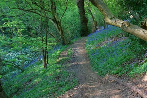 Hob Hey Wood Ancient Woodland